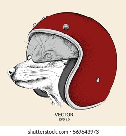 Fox in a motorcycle helmet. Vector illustration