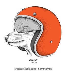 Fox in a motorcycle helmet. Vector illustration