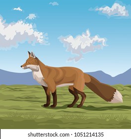 Fox on the nature