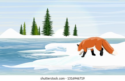 Fox on the snowy shore of the lake. Spruce trees on the horizon. Wild animals of Europe, Asia, America, Scandinavia and Canada. Realistic Vector Landscape