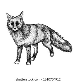 fox on white background. Hand drowing