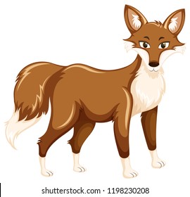A fox on white background illustration
