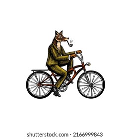 A fox with a pipe in a suit rides a bicycle and pedals. Fashion animal character. Hand drawn woodcut outline sketch. Vector engraved illustration for logo and tattoo or T-shirts.