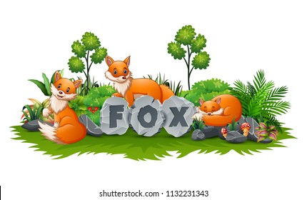 Fox are playing in the garden