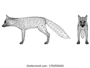Fox polygonal lines illustration. Abstract vector fox on the white background