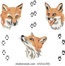 Fox, portrait, color, fox's snout, vector, silhouette, set