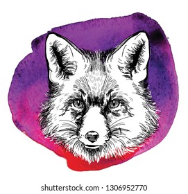 Fox. Professional drawing in vintage style. Cute fluffy fox. Arctic fox in winter coat. Freehand drawing. Ink drawing, drawing pen. 
Texture watercolor paint.