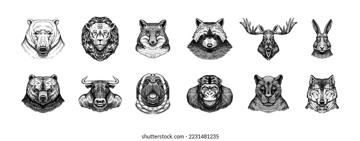 Fox   raccoon  dog Deer   hare  panther   wolf monkey Polar bear   lion  Brown bear   bull   Animal in vintage style  Retro vector illustration  Doodle style  Hand drawn engraved sketch