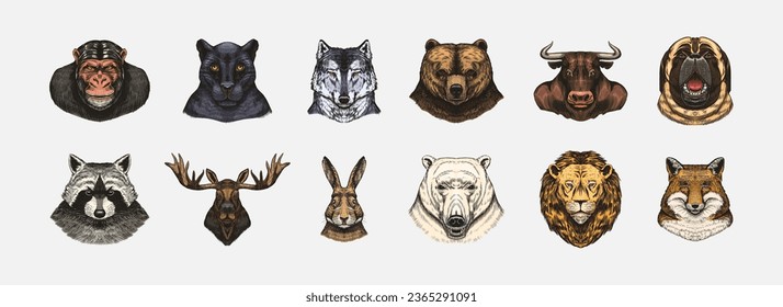 Fox and raccoon, dog Deer and hare, panther and wolf monkey Polar bear and lion, Brown bear and bull.. Animal in vintage style. Retro vector illustration. Doodle style. Hand drawn engraved sketch