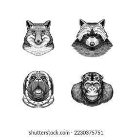 Fox and raccoon, dog and monkey. Animal in vintage style. Retro vector illustration. Doodle style. Hand drawn engraved sketch