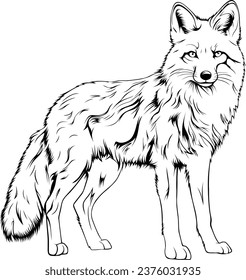 Fox Realistic Animal Hand Drawn Illustration Vector For Coloring Book