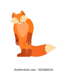 Fox sad. Wild animal sorrowful. she-fox dull. Vector illustration