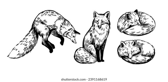 Fox. set of realistic illustrations, hand drawn vector sketches, isolated