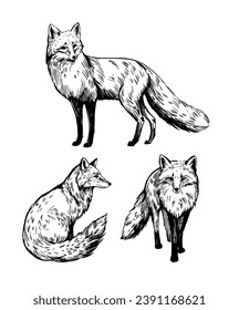 Fox. set of realistic illustrations, hand drawn vector sketches, isolated