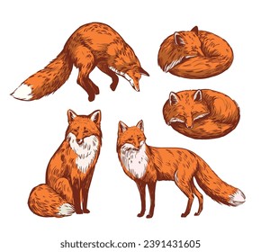 Fox. conjunto de ilustraciones realistas, bocetos vectoriales dibujados a mano, aislados