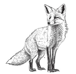 Fox Sitting Hand Drawn Sketch Wild Animals Vector Illustration