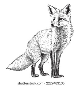 Fox sitting hand drawn sketch Wild animals Vector illustration