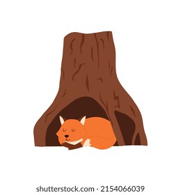 Fox is sitting in a hollow tree, vector flat illustration on a white background. A house for a fox in a tree trunk, a hole. Fox in the hollow