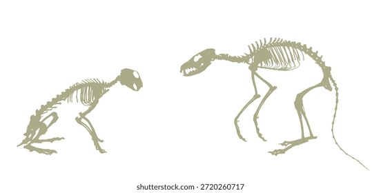 Fox esqueleto depredador silueta contra la liebre presa conejo esqueleto Vector silueta ilustración aislada en blanco. Símbolo fósil en museo de ciencia y biología. Signo de las Vulpas, forma Perro.