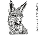 fox sketch, hand drawing of wildlife, vintage engraving style, vector illustration fox cub
