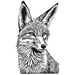 Fox Sketch, Hand Drawing Of Wildlife, Vintage Engraving Style, Vector Illustration Fox Cub
