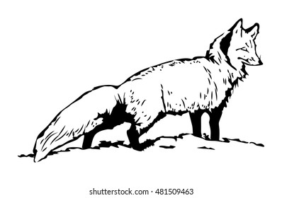 Fox sketch. Hand drawn illustration standing