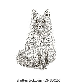 Fox sketch. Hand drawn vector illustration.
