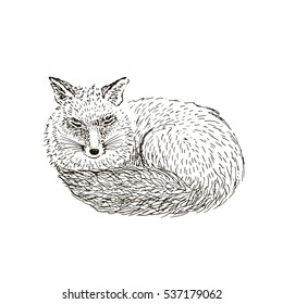 Fox sketch. Hand drawn vector illustration.