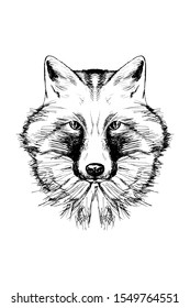 Fox sketch, outline head portrait white isolated