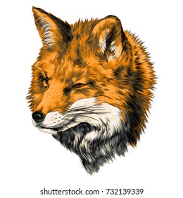 Fox sketch vector graphics head colored drawing