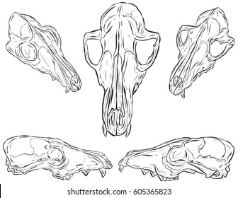 Fox Skull Images Stock Photos Vectors Shutterstock Animals and birds, illustrative style, one of a kind artwork, signed on the front, this artwork is sold unframed, size: https www shutterstock com image vector fox skulls line art illustration vector 605365823