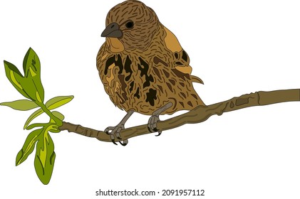 Fox Sparrow on a branch, isolated on white. Set of realistic birds.Hand drawn vector sketch.Vector illustration.