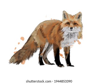 Fox from splash watercolor  colored drawing  realistic  Vector illustration paints