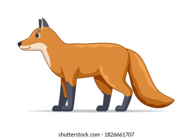 Fox standing on a white background. Cartoon style vector illustration