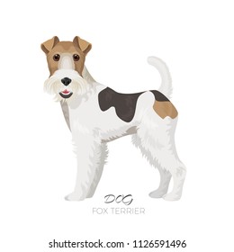 Fox terrier isolated on white backdrop purebred dog