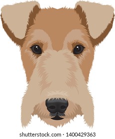 Fox terrier isolated on white background vector illustration