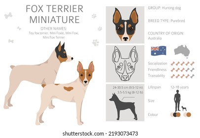 Fox Terrier Miniature Clipart. Different Coat Colors Set.  Vector Illustration