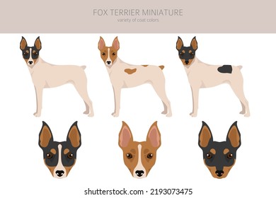 Fox Terrier Miniature Clipart. Different Coat Colors Set.  Vector Illustration