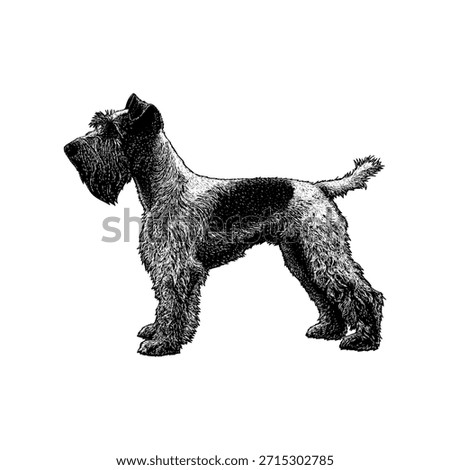 Fox Terrier standing in profile, showcasing its wiry coat, alert posture, and classic terrier features in a vintage engraving style, isolated on a white background.