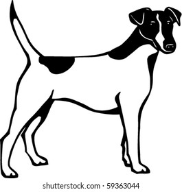  Fox Terrier Vector Illustration