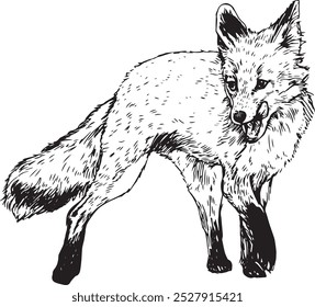 Fox with tongue - hand drawn realistic vector animal illustration