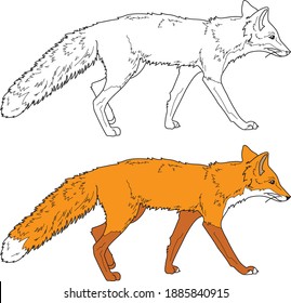 Fox vector drawing animal vector drawing, cartoon vector, line art and color