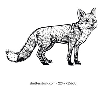 Fox vector hand drawn illustration. Side view of standing animal, black and white sketch isolated on white background.