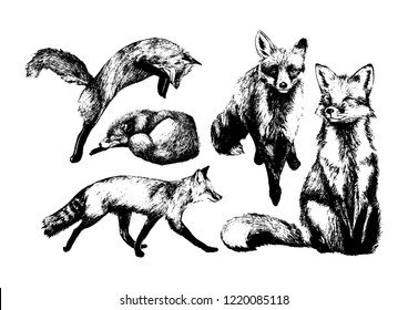 Fox vector illustration, fox drawing