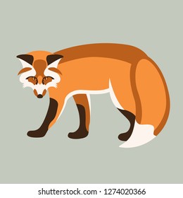 fox vector illustration , flat style ,profile view