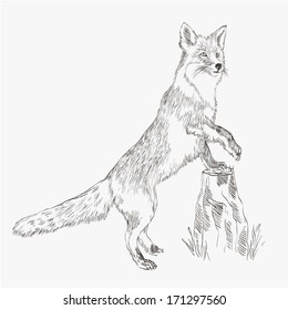 Fox. Vector Sketch On Gray Background