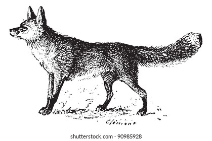Fox, vintage engraved illustration. Dictionary of words and things - Larive and Fleury - 1895.