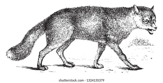 Fox, vintage engraved illustration. From Zoology Elements from Paul Gervais.
