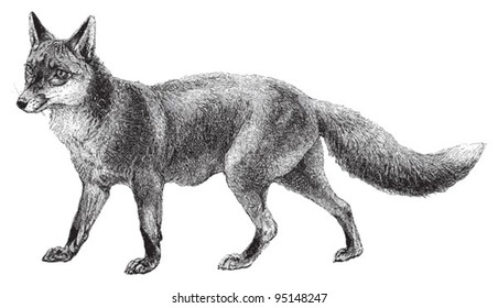 Fox (Vulpes vulpes) / vintage illustration from Meyers Konversations-Lexikon 1897