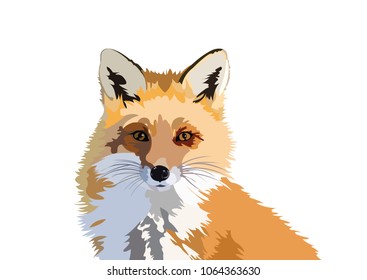 fox wild animal